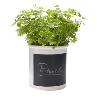 农家小叶香菜种子苗四季秋冬蔬菜种籽孑菜籽菜种老品种小香菜籽种