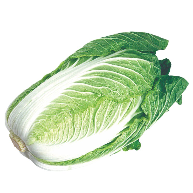 大白菜苗秧苗莴笋苗西蓝花紫甘蓝卷心菜花菜生菜秋冬耐寒蔬菜种苗