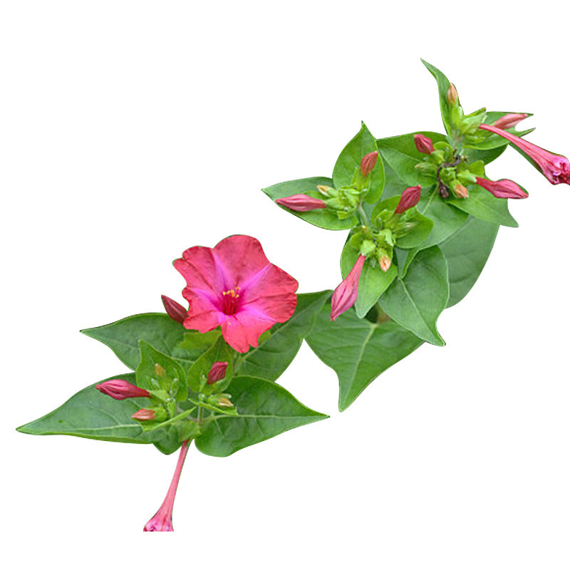 紫茉莉花种子孑籽四季种易活庭院室外阳台盆栽驱蚊地雷花草夜来香