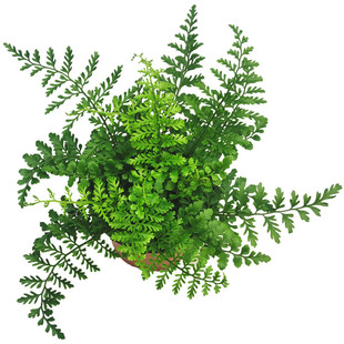 吉姆蕨室内客厅四季常青盆栽宝石蕨桌面造景蕨类净化空气观叶绿植