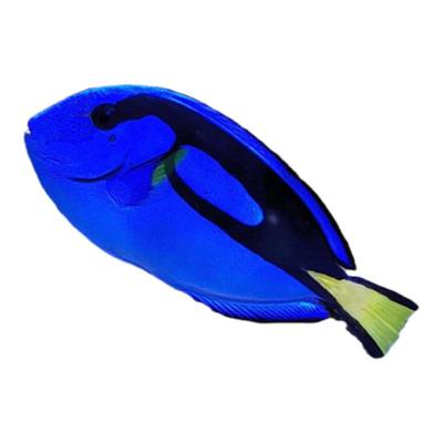 蓝吊七彩大帆天狗粉蓝紫三角吊