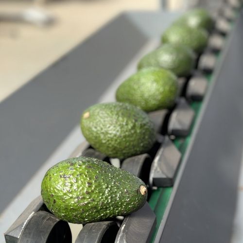 牛油果多级重量分选机 丑橘水果自动分拣机 冰糖橙在线称重选果机