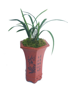 刘阁环球出售阳台草兰花苗