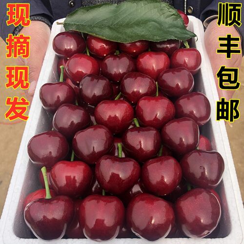 山东美早大樱桃脆甜新鲜水果当季现摘J-4J国产车厘子