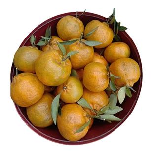 四川碰柑农家屋后老树现摘不打药老品种橘子小时候的味道清甜