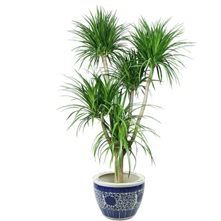 龙须树大型植物耐旱木本喜阳好养盆栽客厅阳台办公室招财北欧耐寒