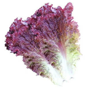 汉堡沙拉紫叶生菜种子紫红色易种生菜籽春秋农家田园庭院蔬菜种孑