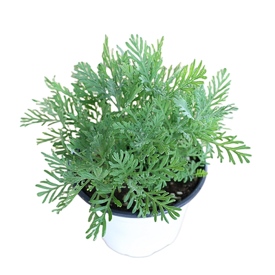 羽叶薰衣草阳台观赏切花