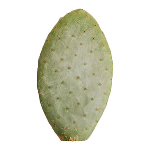 仙人掌食用新鲜仙人掌盆栽健康蔬菜榨汁可食用仙人掌叶片药用外敷