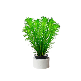 水草植物鱼缸造景活真草水榕草缸绿植阴性蜈蚣草绿菊定植漂浮固定