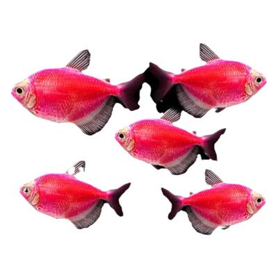 天使鱼观赏鱼彩群鱼热带鱼群游