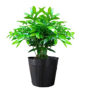 特大竹柏老桩兴旺竹独杆名贵花树苗盆栽花木室内客厅前台耐寒耐热