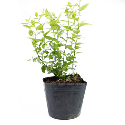 蓝莓树果苗树苗南方北方种植种子果树苗l29f6耐寒优瑞卡特大苗