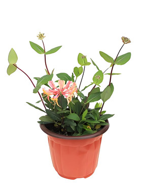带花发新品爬藤金银花京九红庭院