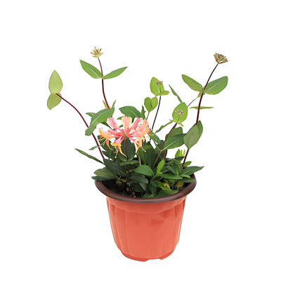 带花发新品爬藤金银花京九红庭院