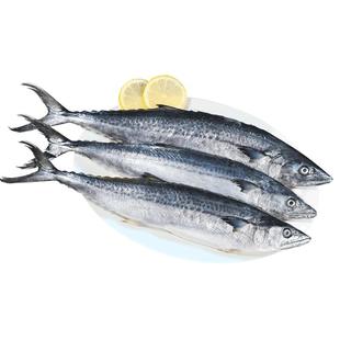 大鲅鱼新鲜活鲐鲅鱼马鲛鱼大整条冷冻青花鱼马友鱼海鲜马交鱼批发