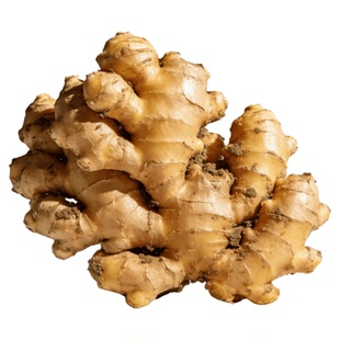 广东清远农家小黄姜生姜老姜原生态种植够辣够入味新鲜现挖新土姜