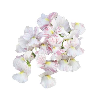 花彩蓝白航空龙面花盆栽芳香植物