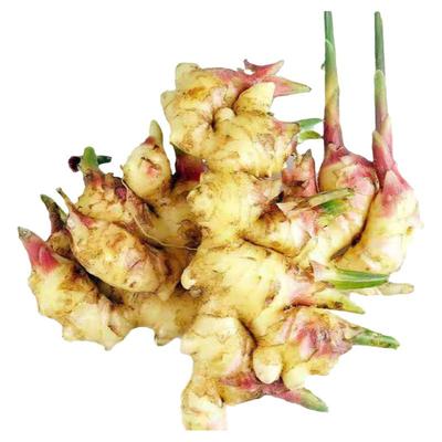 嫩姜高明合水月子新鲜现挖