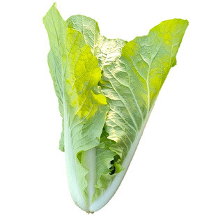 38斤冬储大白菜种子越冬夏阳白菜籽四季速生奶油快菜蔬菜孑秋季