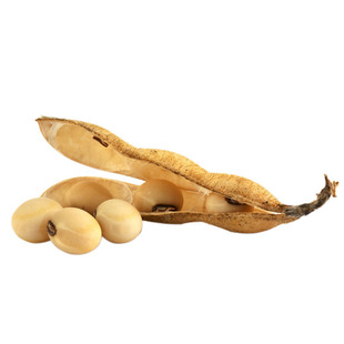 中黄13高产大豆种子常规留种黄豆种籽大粒早熟高油国审耐旱涝种籽