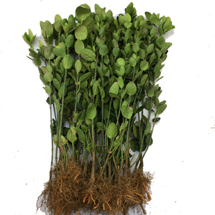 四季常青耐寒绿篱笆围墙植物大叶北海道法国冬青黄杨庭院绿化苗木