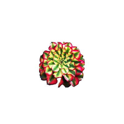 多肉阳台简单净化空气红稚莲美观