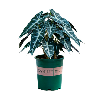 大仙女海芋盆栽室内客厅办公室桌面好养植物净化空气绿植北欧竹芋