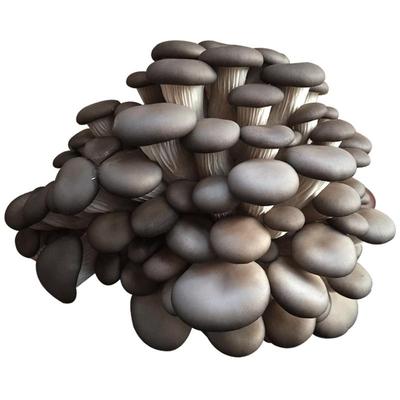 用玉米芯稻草也能种出蘑菇