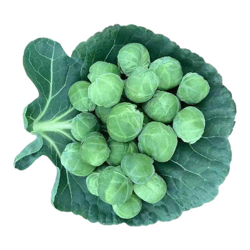 孢子甘蓝苗秧迷你食用小包菜