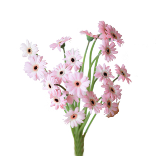 珍爱弗朗云南基地直发鲜切花办公室室内水养新鲜插花节日礼物顺丰