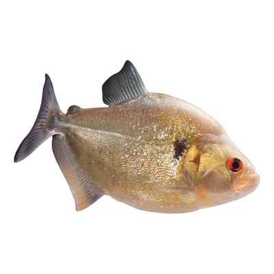 活体热带鱼观赏鱼辛古水虎淡水鱼