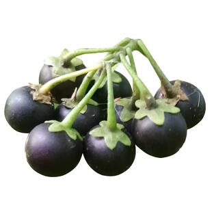 农家龙葵种子野果黑悠悠小燕悠种籽春夏秋四季阳台盆栽水果种孑