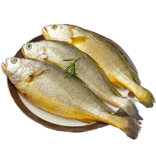 野生大黄鱼新鲜活冷冻黄花鱼无冰衣鲜活海鲜水产品批发整条年货