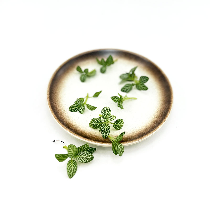 新鲜绿网纹草日料西餐厅装饰点缀