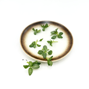 新鲜绿网纹草 白网纹叶日料西餐厅酒店蛋糕烘培摆盘装饰点缀花草