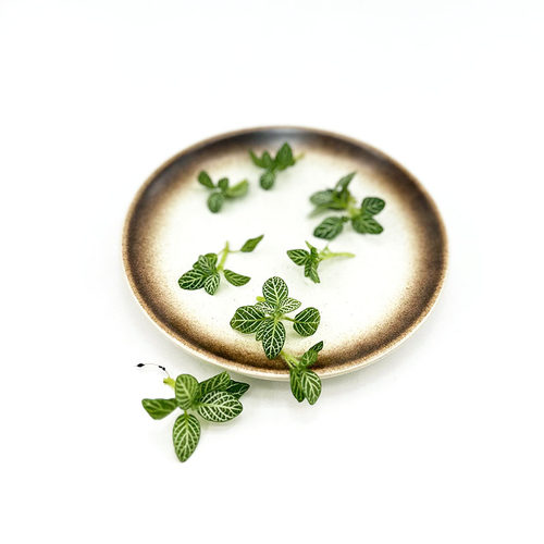新鲜绿网纹草 白网纹叶日料西餐厅酒店蛋糕烘培摆盘装饰点缀花草
