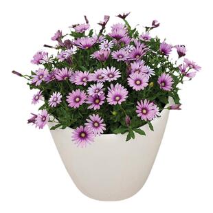 塔莎的花园南非万寿菊盆栽小苗菊花盆栽大花四季开花卉带花苞阳台