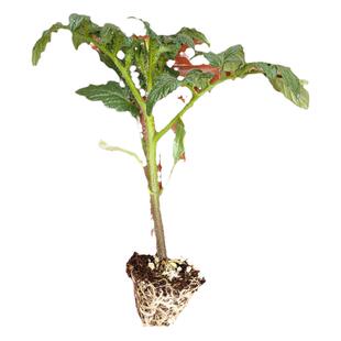 番茄籽种大全老品种西红柿种籽苗秧圣女果千禧小矮生黑珍珠盆栽