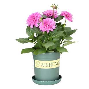 重瓣小丽花种子多年生室外景观花海庭院阳台盆栽四季易种花卉种籽