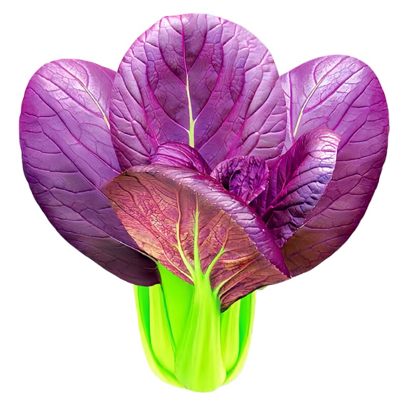 紫油菜种子紫罗兰小青菜紫妃上海青小白菜紫叶青梗菜春秋蔬菜种籽