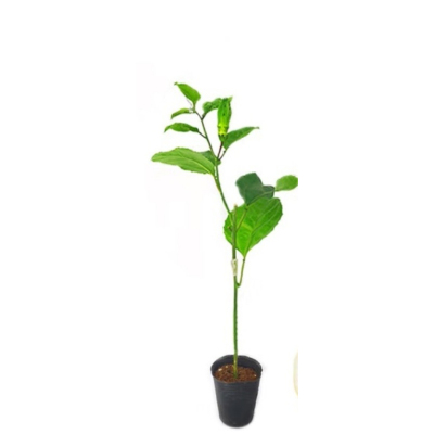 黄金九号百香果纯甜嫁接苗