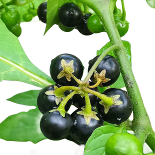 野生龙葵种籽东北黑悠悠阳台水果种子盆栽黄天天室内高产四季结果