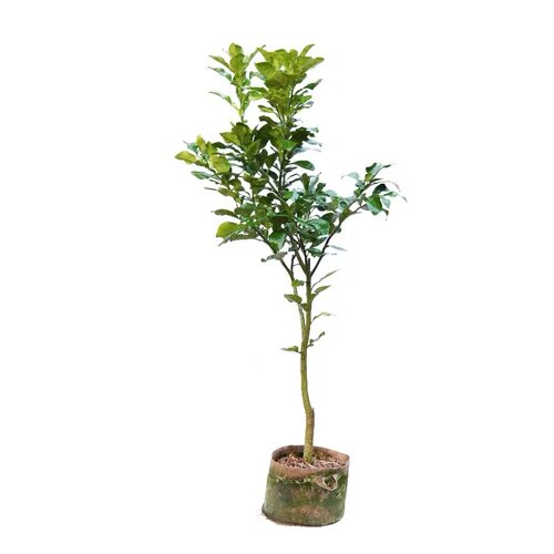 红心蜜柚树苗 正宗红肉蜜柚苗 红心蜜柚树苗 嫁接红心柚子树苗