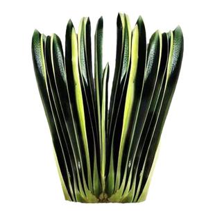 长春精品君子兰花卉新款金刚立王短叶油匠麻脸深坑纹立板盆栽小苗