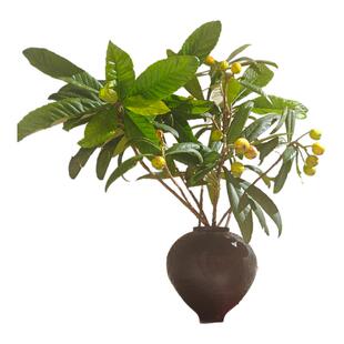 insfeng枇杷鲜切水培绿植水养植物新奇北欧极简软装鲜花插花艺术