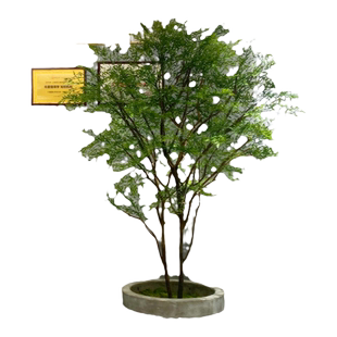 仿真树南天竹大型枯山水造景橱窗装饰鸡爪槭室内绿植景观假树植物