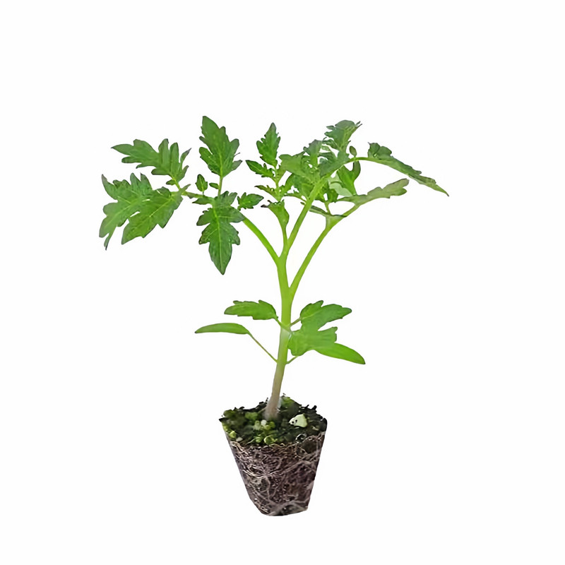 蔬菜秧苗幼苗盆栽大粉果番茄苗