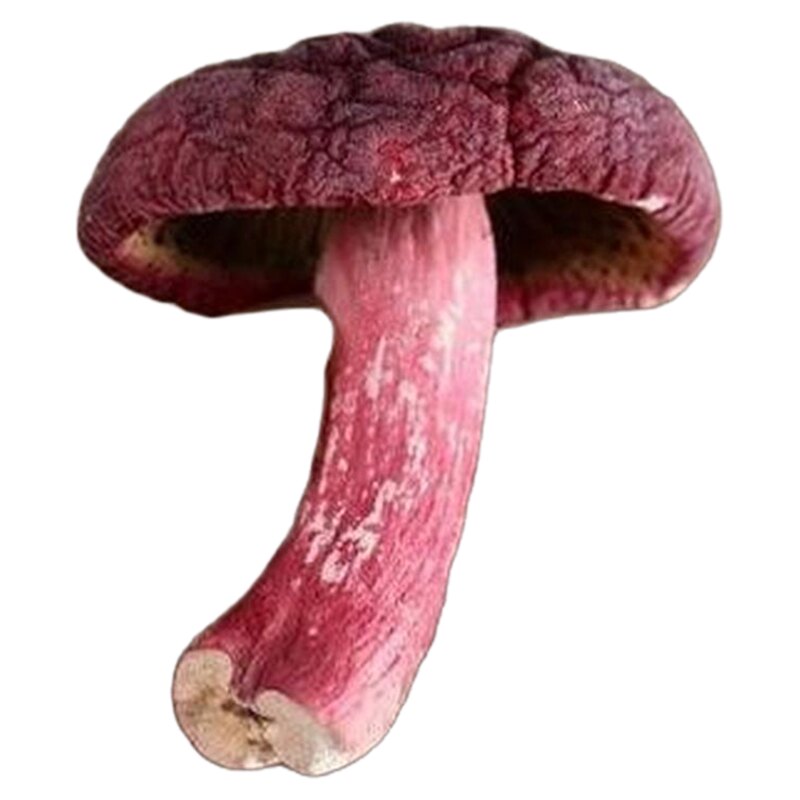云南野生紅菇礼盒精选大红菇山珍干货礼盒年货送礼牛肝菌礼盒250g