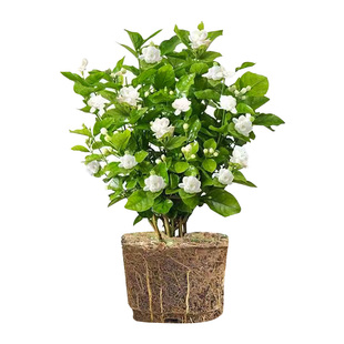 茉莉花苗盆栽带花苞九里香老桩驱蚊水培栀子花卉绿植物室内四季开